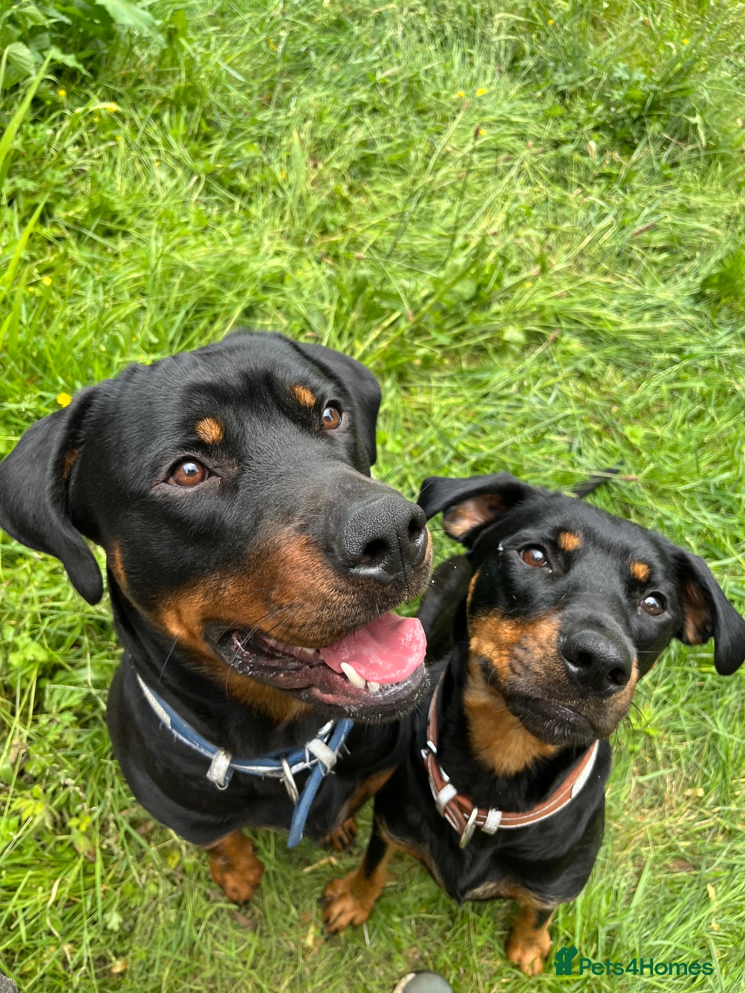 Rottweiler dogs for sale: Healthy Rottweiler puppies ready now  - Image 11