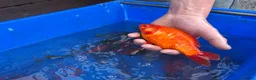 Koi Carp fish for sale: Pond closure  in West Bromwich - Advert 10