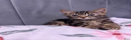 Mixed Breed cats for sale: 3 beautiful boys  - Advert 4