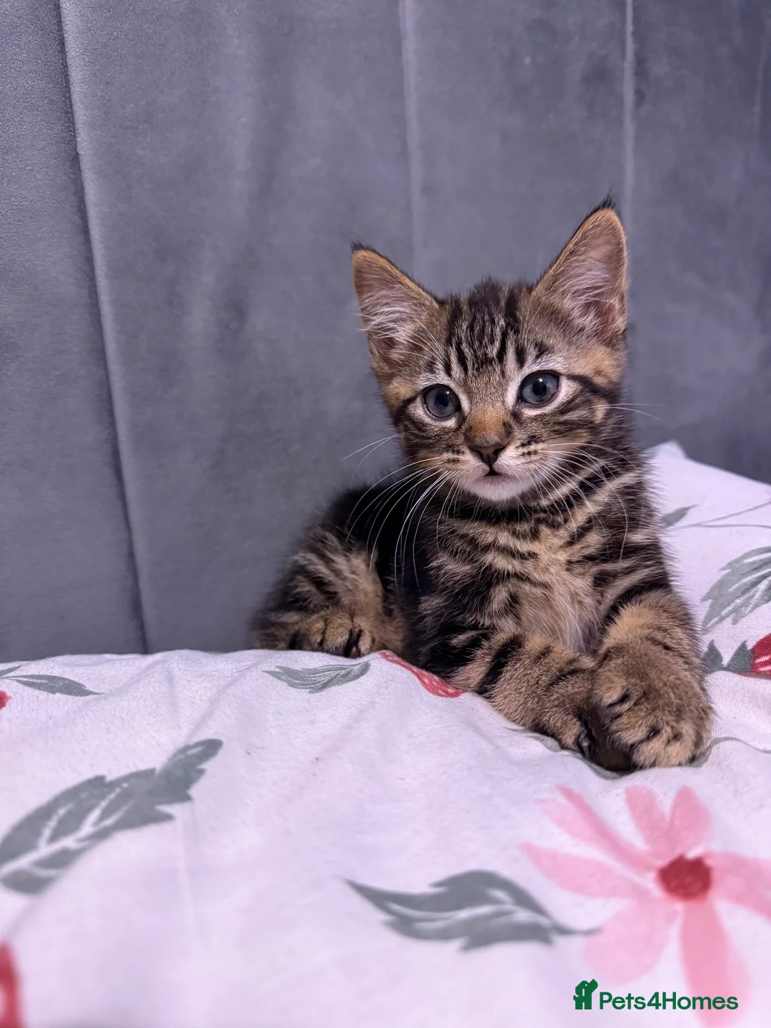 Mixed Breed cats for sale: 3 beautiful boys  - Advert 4