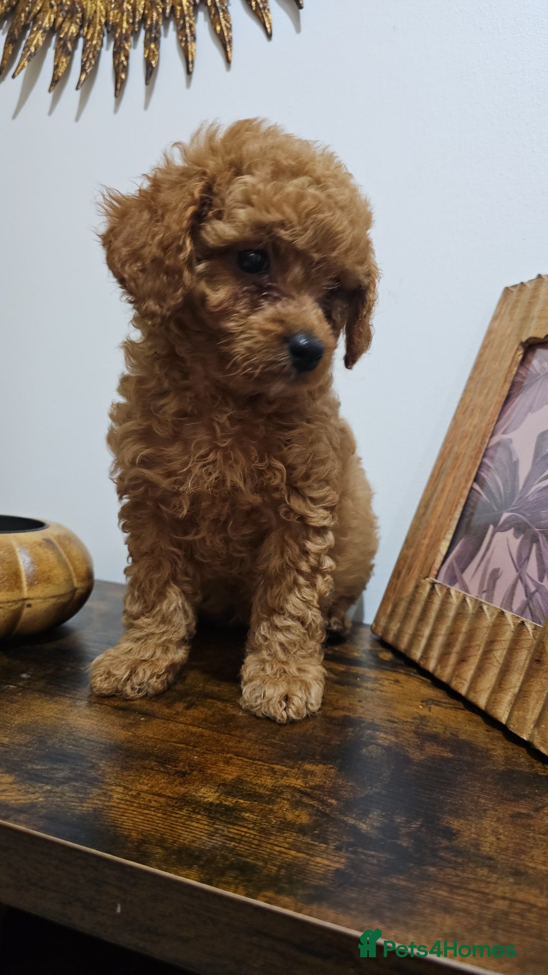 Cavapoo dogs for sale: Gorgeous Little Cavapoo Puppy  - Advert 23