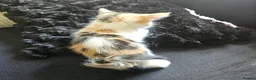 Mixed Breed cats for sale: Beautiful Kittens - Advert 34