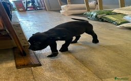 Mixed Breed dogs for sale: American pocket bully x labradoodle  - Image 13