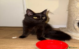 Maine Coon cats for sale: Black smoked boy  - Image 1