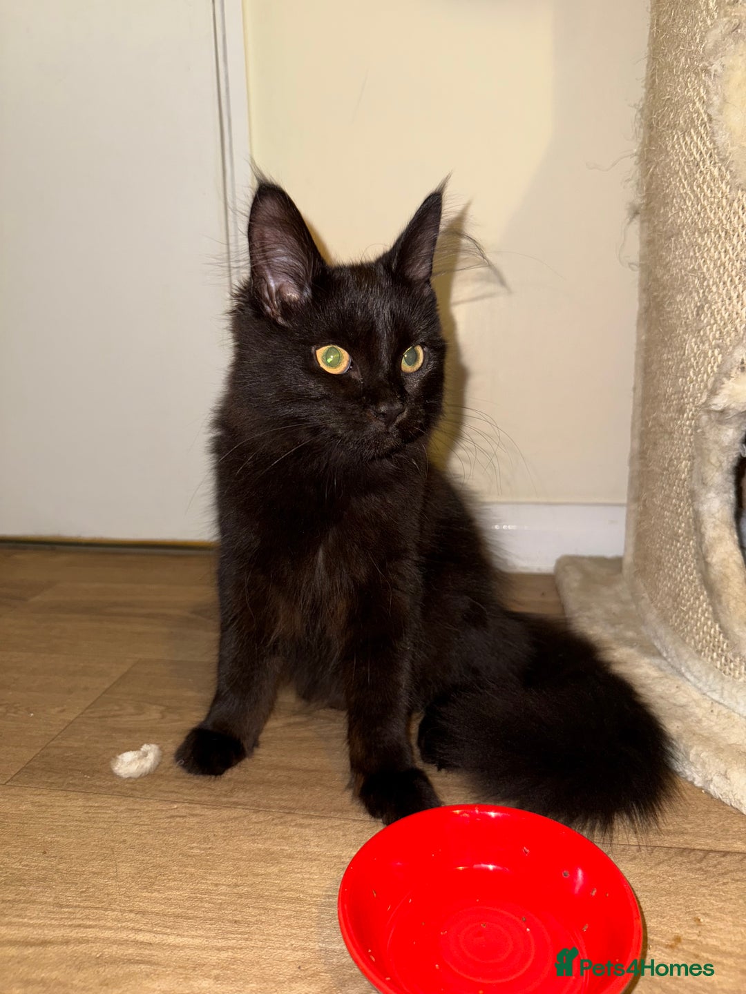 Maine Coon cats for sale: Black smoked boy  - Image 1