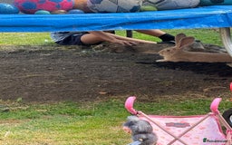 Continental Giant rabbits for sale: Male and female  - Image 2