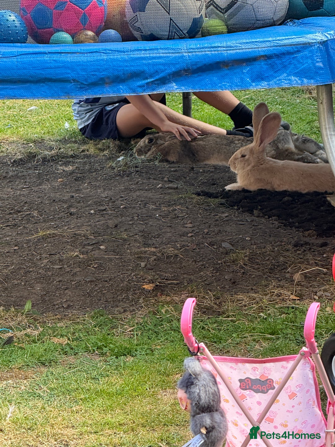 Continental Giant rabbits for sale: Male and female  - Image 2