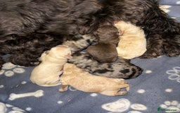 Cockapoo dogs for sale: Stunning F1B Cockapoos  - Image 2