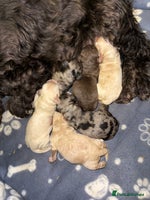 Cockapoo dogs - Advert 2