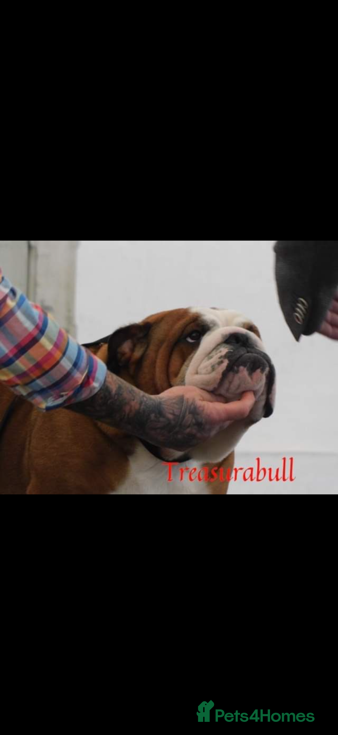 English Bulldog dogs for sale: 🌸❤️ TOP BLOOD LINE ENGLISH BULLDOGS RED AND WHITE - Advert 11