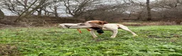 Pointer dogs for sale: Pointer pups | Working & Champion Bloodlines  - Advert 17