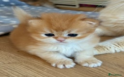 British Longhair cats for sale: GCCF reg BLH Black and Chocolate Golden kittens - Image 28