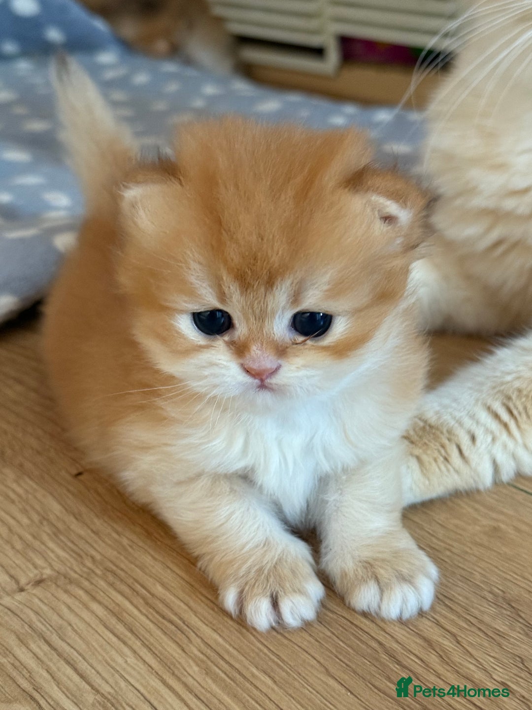 British Longhair cats for sale: GCCF reg BLH Black and Chocolate Golden kittens - Image 28