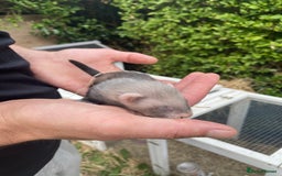 Ferret rodents for sale: Ferret kits  - Image 4