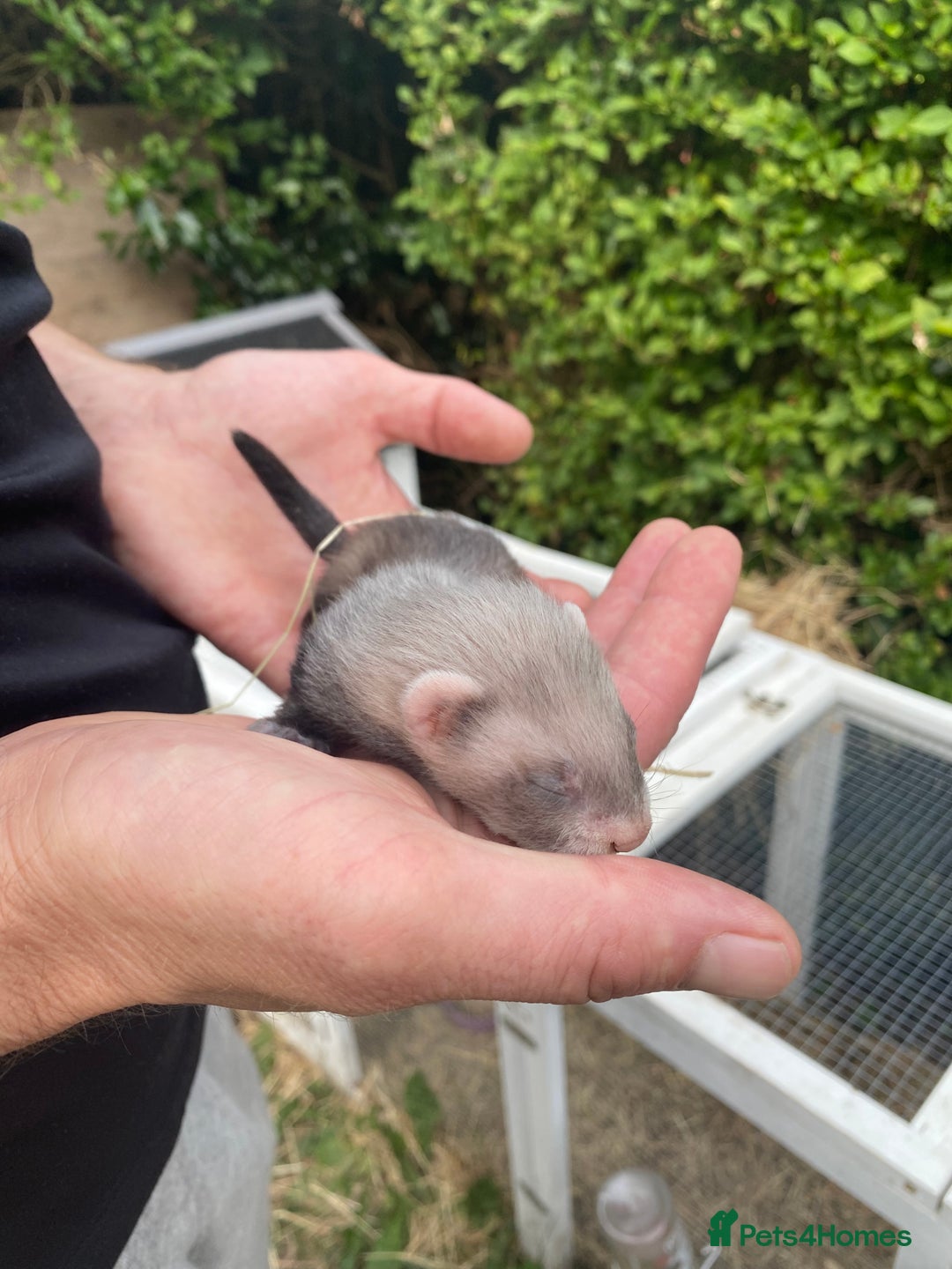 Ferret rodents for sale: Ferret kits  - Image 4