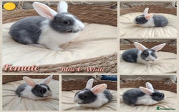 Mini Lop rabbits for sale: Adorable mini lop baby rabbits  - Image 2