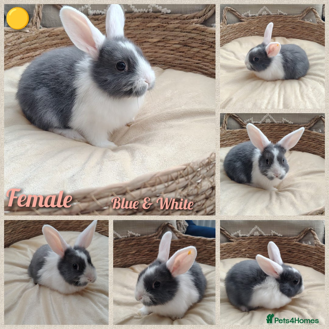 Mini Lop rabbits for sale: Adorable mini lop baby rabbits  - Image 2