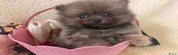 Pomeranian dogs for sale: Teddy bear Pomeranian  **  fluffy Poms  - Advert 15