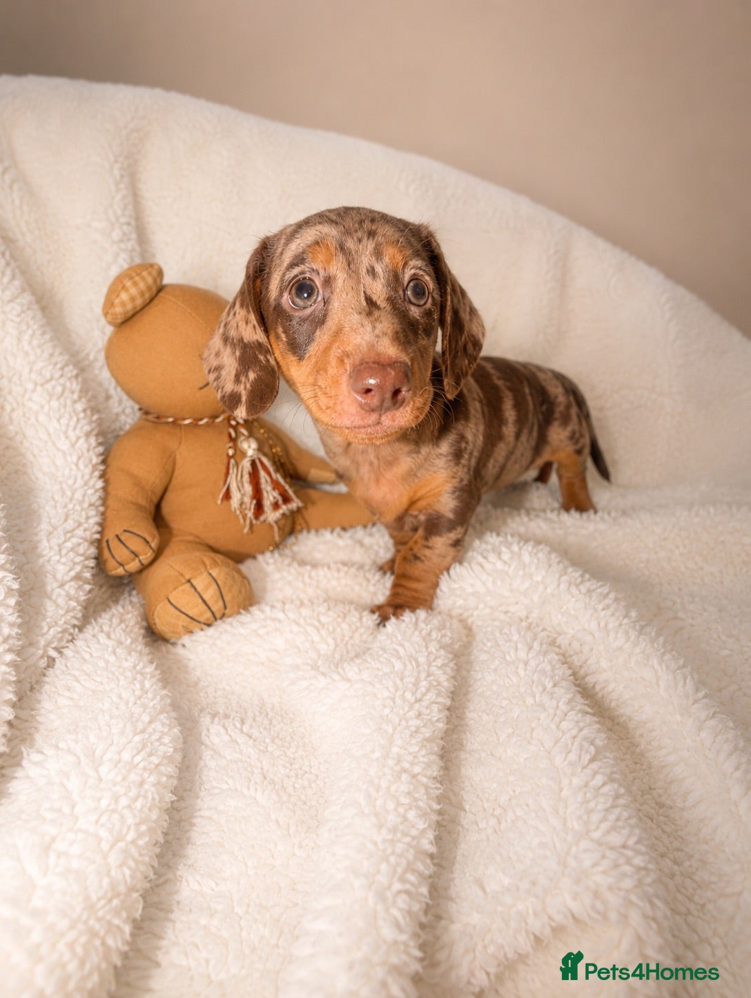 Miniature Dachshund dogs Miniature dachshund  - Advert 1