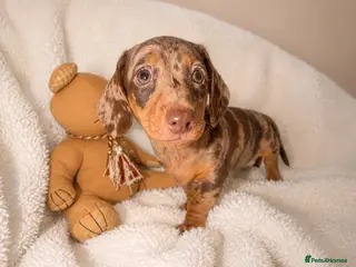 Miniature Dachshund dogs Miniature dachshund - Advert 1