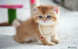 British Shorthair cats for sale: British shorthair Pedigree Neutered  - Image 10