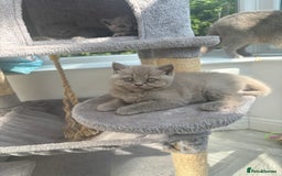 British Shorthair cats for sale: Lilic GCCF registered active champion lines  - Image 12