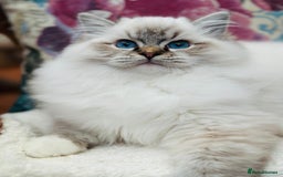 Ragdoll cats for sale: Super Affectionate Ragdoll Kittens Fife Reg - Image 24
