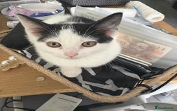 Mixed Breed cats for sale: Black and white female - Image 3