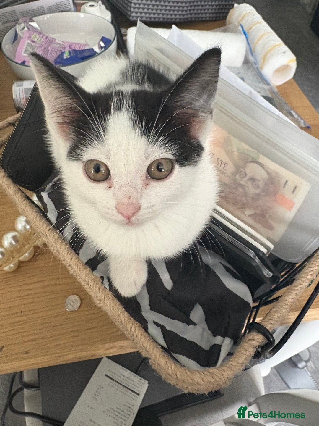Mixed Breed cats for sale: Black and white female - Image 3