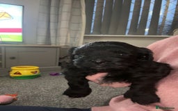 Shihpoo dogs for sale: Beautiful shihpoo puppies - Advert 12