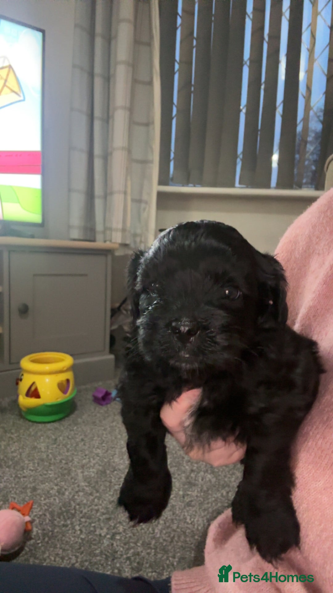 Shihpoo dogs for sale: Beautiful shihpoo puppies - Advert 12