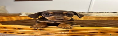 Dachshund Puppy 1