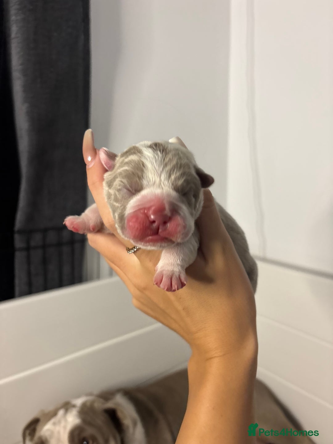 English Bulldog dogs for sale: Only one male left! Ready on the 27th of October  - Image 8