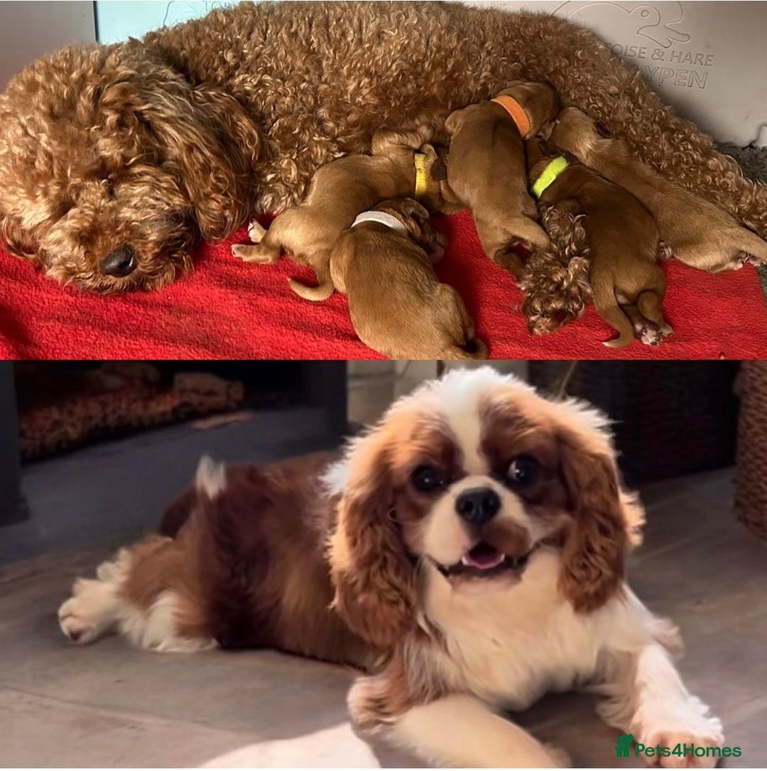 Cavapoo dogs for sale: SUPER EXTENSIVELY HEALTH TESTED 200+ DNA CLEAR 🐶 - Advert 3