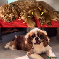 Cavapoo dogs SUPER EXTENSIVELY HEALTH TESTED 200+ DNA CLEAR 🐶 - Advert 9