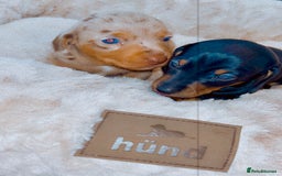 Dachshund dogs for sale: Dachshund  - Image 12