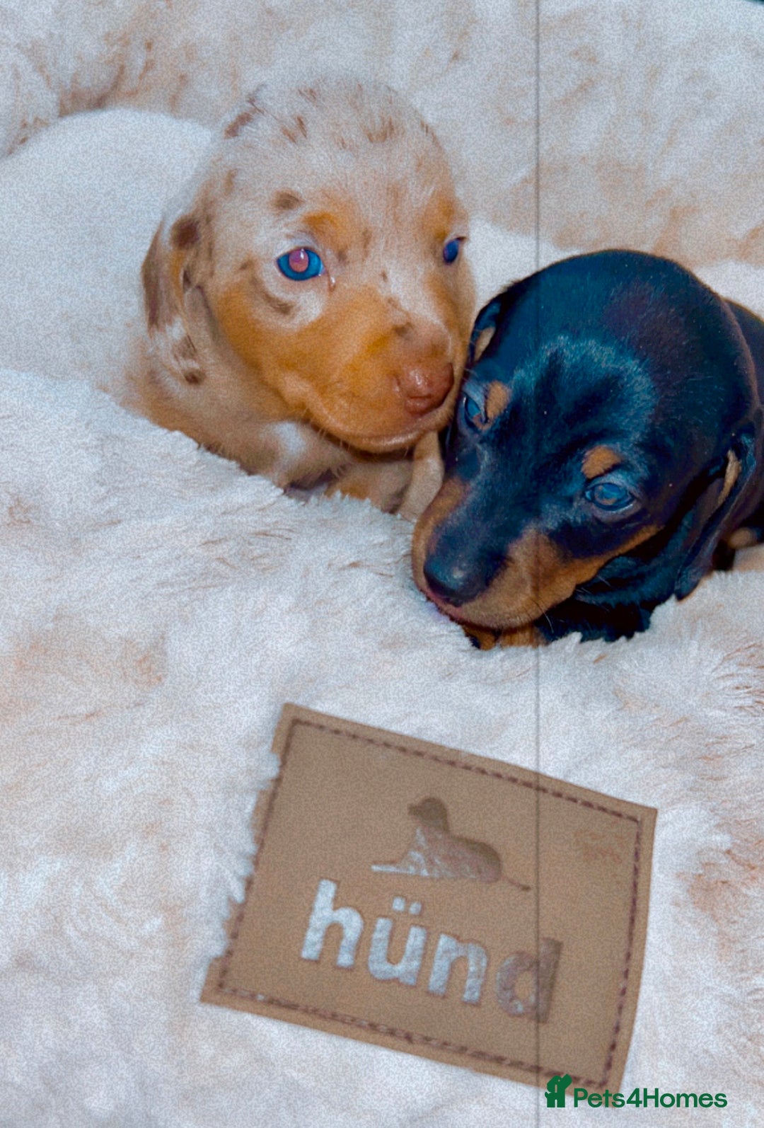 Dachshund dogs for sale: Dachshund  - Image 12