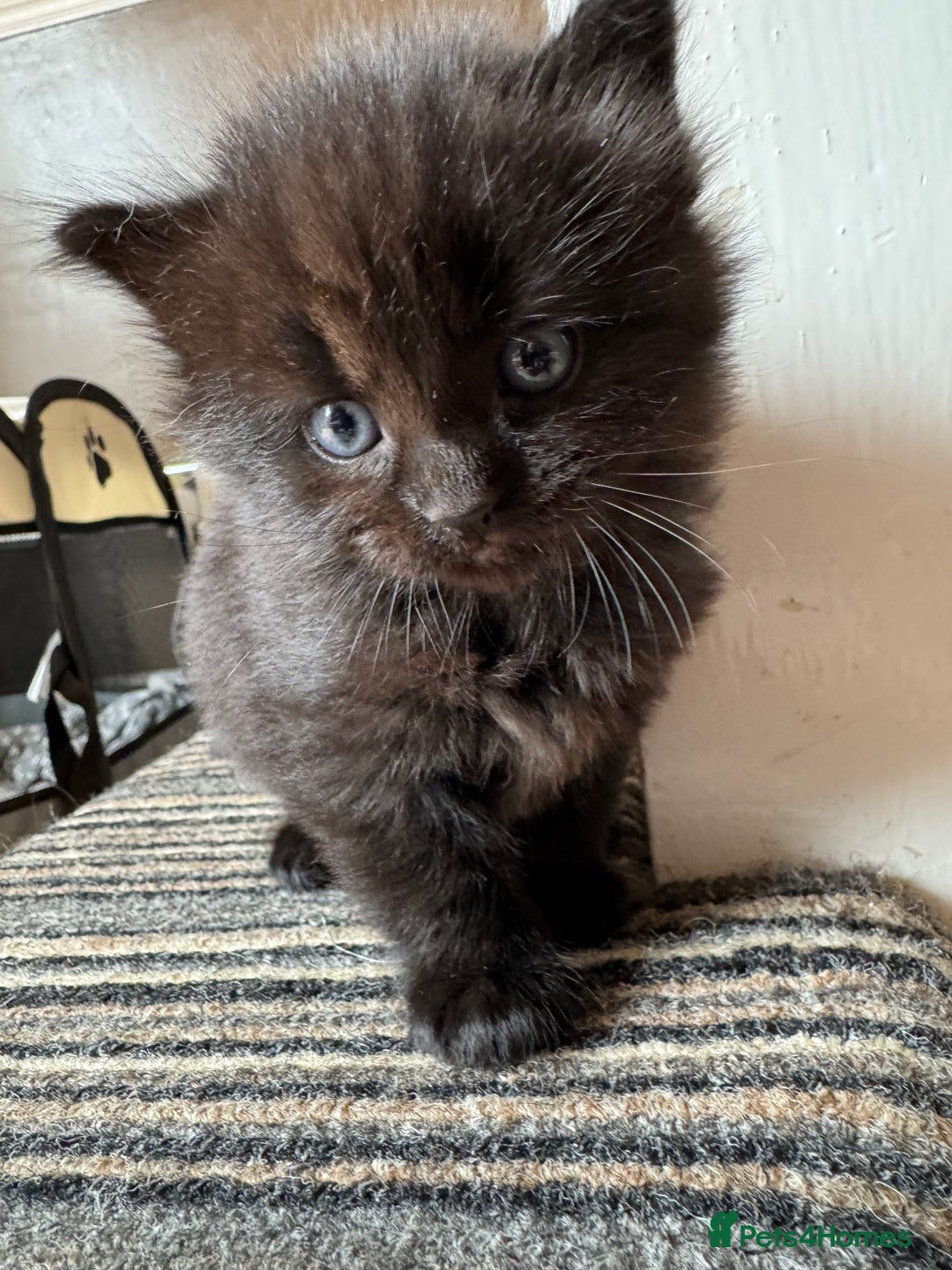 Mixed Breed cats for sale: 3 beautiful fluffy kittens - Image 3
