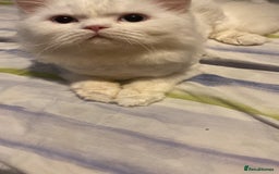 Persian cats for sale: Beautiful white persain  - Image 5