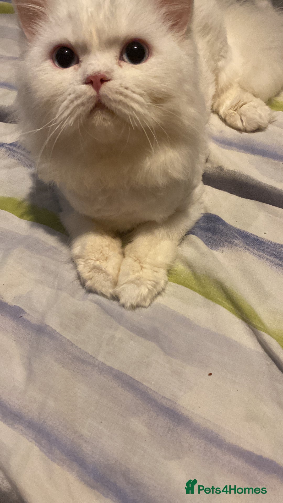 Persian cats for sale: Beautiful white persain  - Image 5