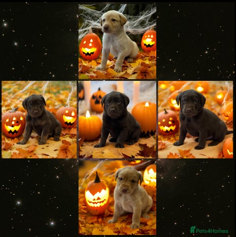 Labrador Retriever dogs - Advert 6