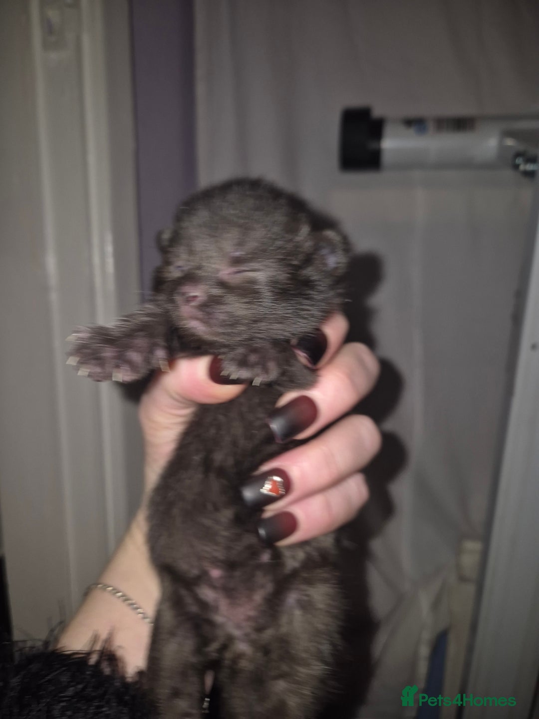 Domestic Shorthair cats for sale: 5 precious kittens - Advert 8