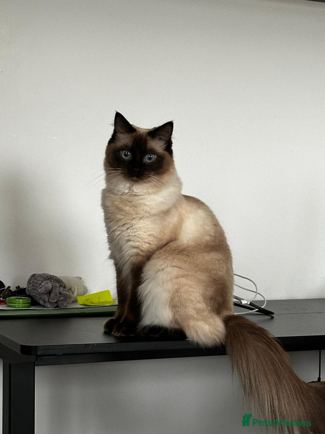 Ragdoll cats for sale: Lilo & Stitch - Rehoming Our Beloved Ragdoll Pair - Image 9