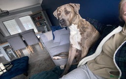 Mixed Breed dogs for sale: Narla - Image 2