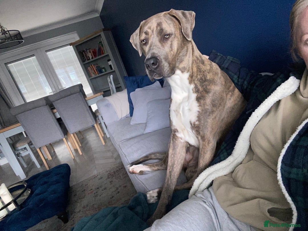 Mixed Breed dogs for sale: Narla - Image 2