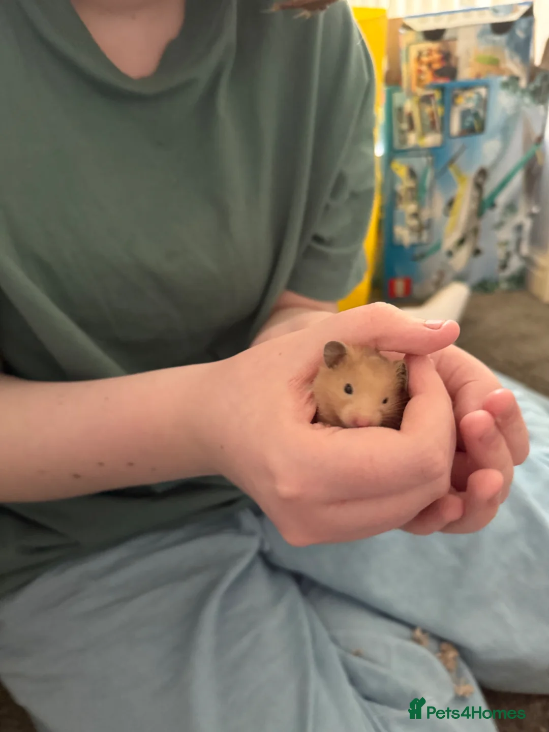 Hamster rodents for sale: Baby Syrian hamster in Mansfield - Advert 4