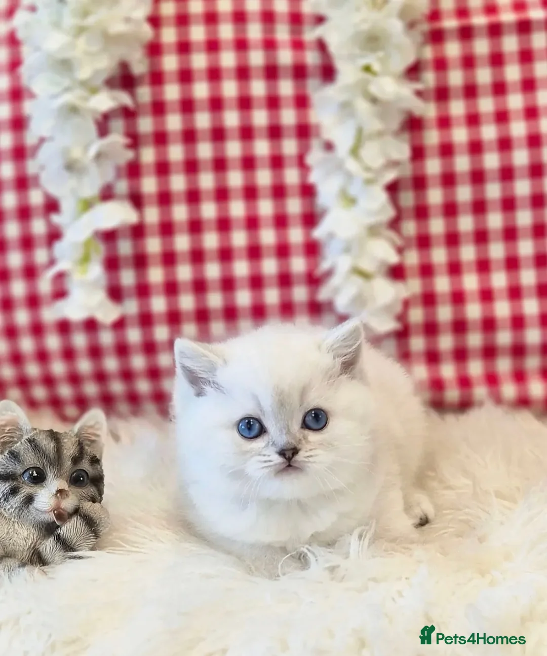 British Shorthair cats for sale: Beautiful grey/white British shorthair kittens - Advert 2