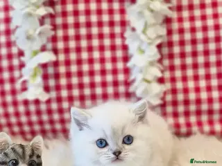 British Shorthair cats Beautiful grey/white British shorthair kittens - Advert 13