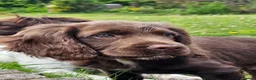 Sprocker dogs for sale: Male F1 sprocker pup - Advert 1