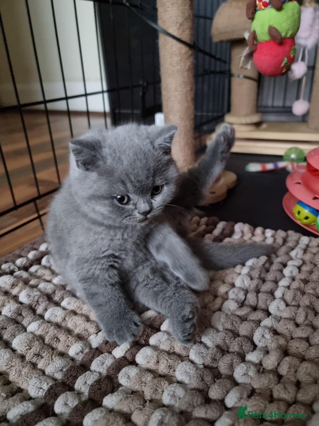 British Shorthair cats for sale: Lilac Blue Female British Shorthair GCCF Pedigree - Advert 22
